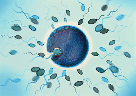 Tinh trùng có ảnh hưởng đến thai nhi không