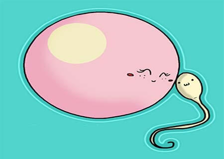 Trứng gặp tinh trùng sau bao lâu thì thụ thai