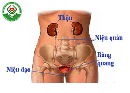 Viêm đường tiết niệu là gì?